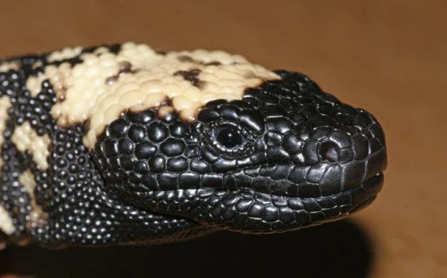 O lagarto venenoso que inspirou a família de remédios do Ozempic